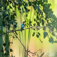 dsc_40972.jpg