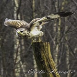 DSC_57562.jpg