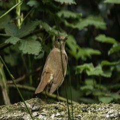 dsc_12562.jpg