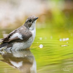 dsc_93373.jpg
