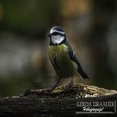dsc_70832.jpg