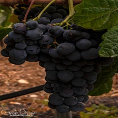 dsc_44763.jpg