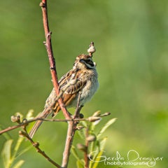 dsc_28272.jpg