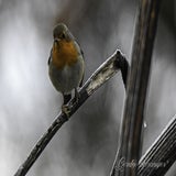 DSC_52332.jpg