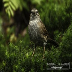 dsc_81402.jpg
