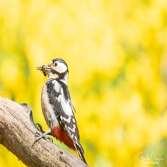 dsc_90433.jpg