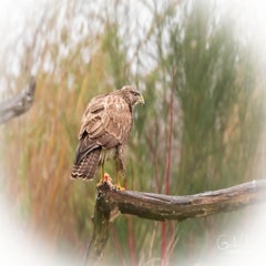 dsc_25293.jpg