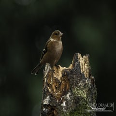 dsc_84392.jpg