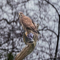 dsc_24573.jpg