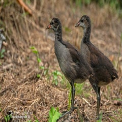 dsc_43232.jpg