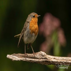 dsc_31862.jpg