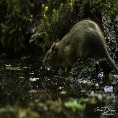 dsc_10542.jpg