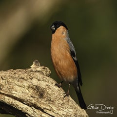 dsc_95202.jpg