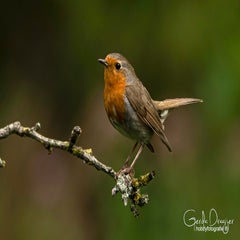 dsc_31822.jpg