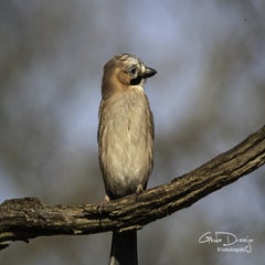 dsc_95842.jpg