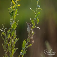 dsc_27612.jpg
