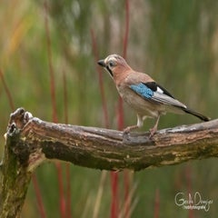 dsc_25073.jpg
