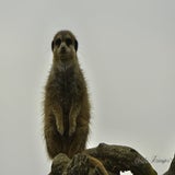 DSC_36012.jpg