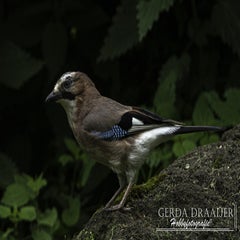 dsc_10582.jpg