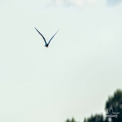 dsc_27942.jpg