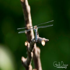 dsc_41912.jpg