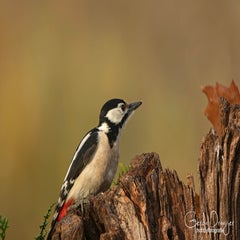 dsc_00673.jpg