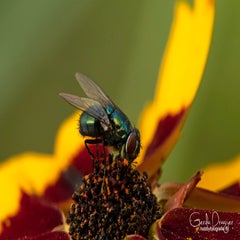dsc_43632.jpg
