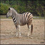 DSCN2717.jpg