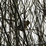DSC_53002.jpg