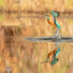 dsc_28483.jpg