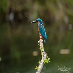 dsc_19043.jpg
