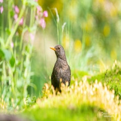 dsc_90943.jpg