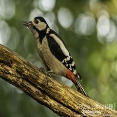dsc_61692.jpg