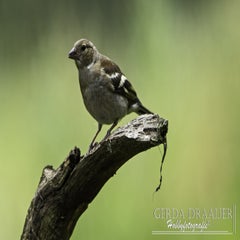 dsc_10842.jpg