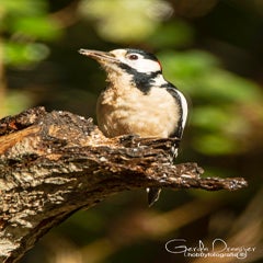 dsc_59602-2.jpg