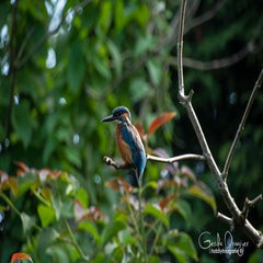 dsc_40512.jpg
