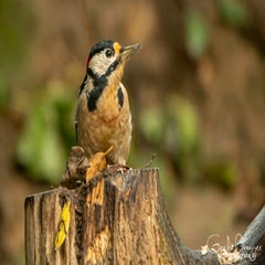 dsc_57792-1.jpg