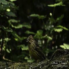dsc_12282.jpg