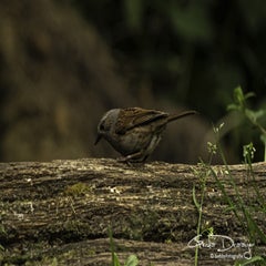 dsc_10782.jpg