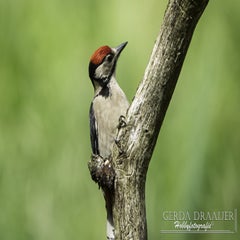 dsc_11212.jpg