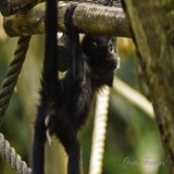 Wildlands 12-07-2020