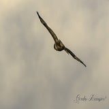 DSC_50362.jpg