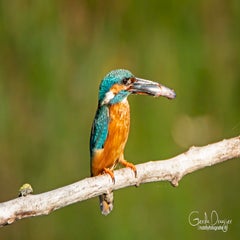 dsc_39982.jpg