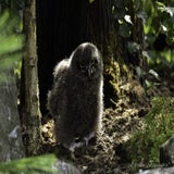 Wildlands 12-07-2020