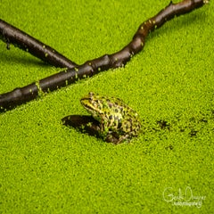 dsc_60492-1.jpg