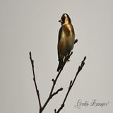 DSC_50572.jpg