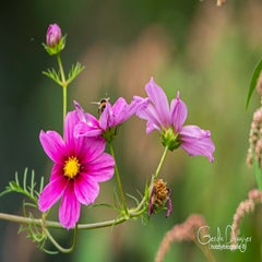 dsc_43492.jpg