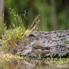 dsc_35082.jpg