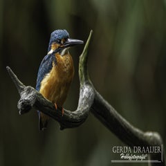 dsc_12482.jpg