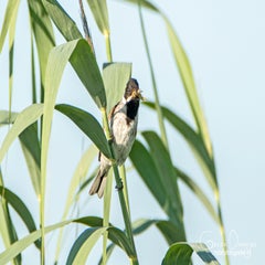dsc_29402.jpg